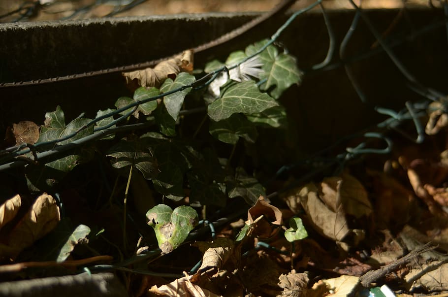 belgium, leaf, plant part, growth, nature, no people, close-up HD wallpaper