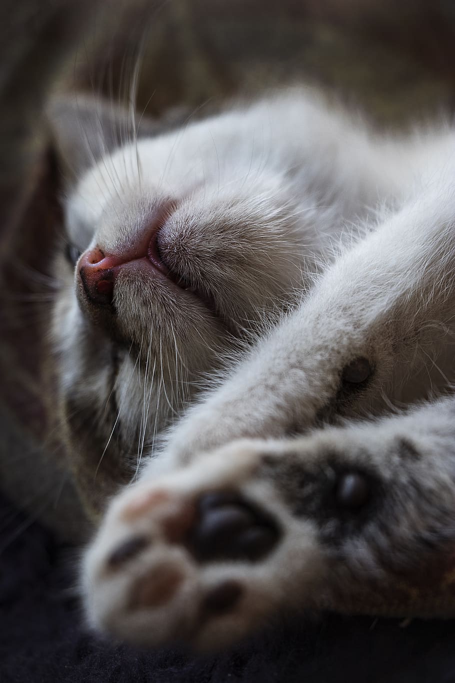 kitten, sleep, cat, cute, animal, feline, portrait, domestic cat HD wallpaper