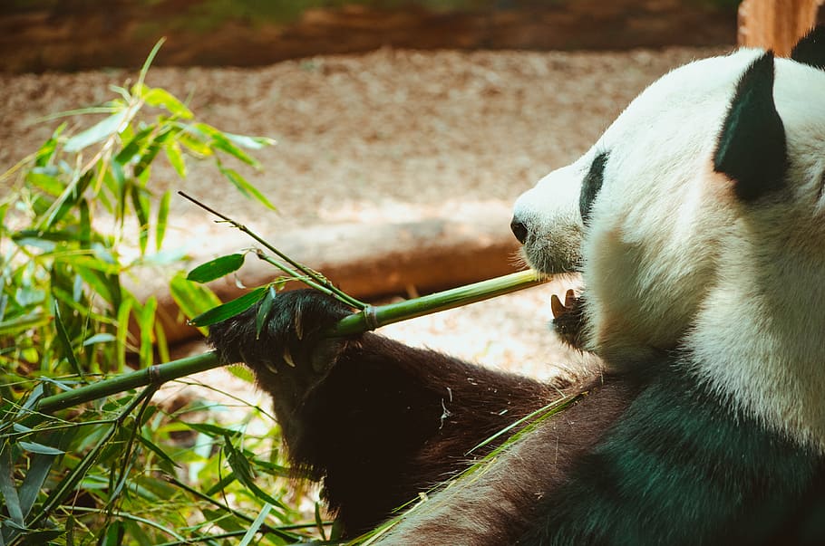panda holding bamboo stick, animal themes, one animal, animal wildlife HD wallpaper
