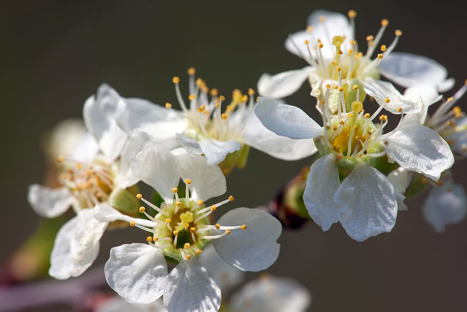 spring, flower, flowers, background, focus, closeup, outdoor HD wallpaper