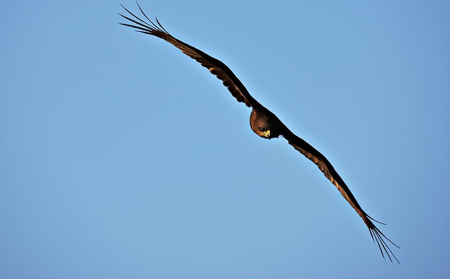 bird, wildlife, nature, animal, outdoors, milvus migrans, black kite, HD wallpaper