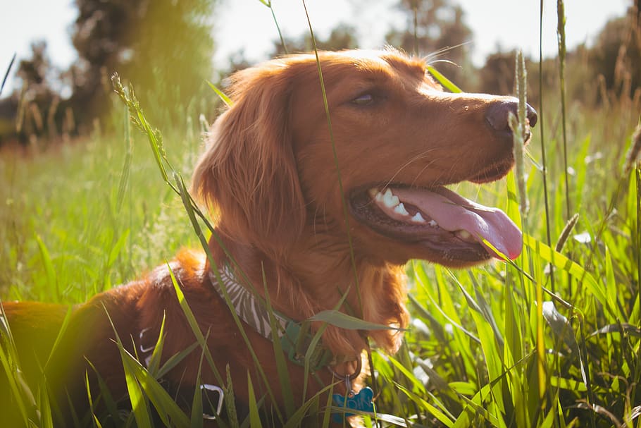 brown dog in grass field, animal, pet, marymoor off-leash dog park