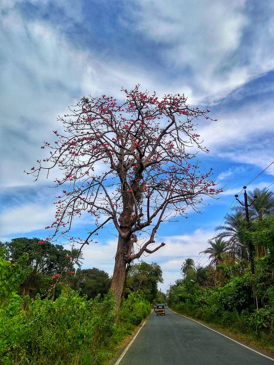 tree, plant, tree trunk, road, outdoors, nature, vegetation HD wallpaper
