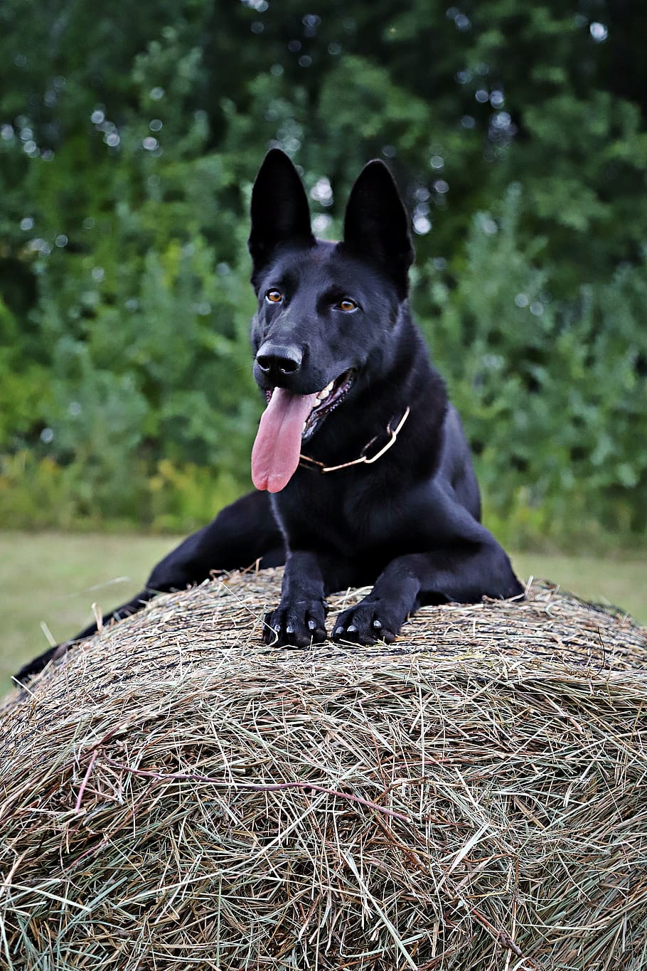 german shepherd, dog, haystack, walk, one animal, animal themes HD wallpaper