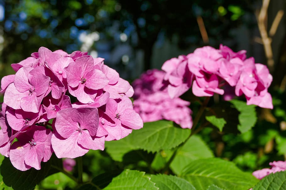 hydrangea, pink, blossom, bloom, summer, plant, nature, garden HD wallpaper