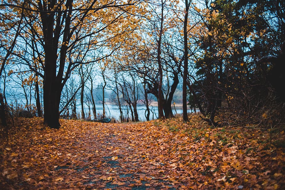 tree, plant, tree trunk, leaf, ground, maple, birch, tar, tomb, HD wallpaper