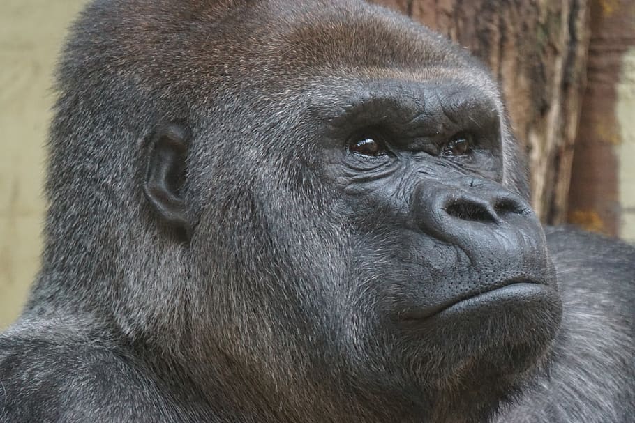 animals, primate, gorilla, lowland gorilla, apes, animal wildlife HD wallpaper