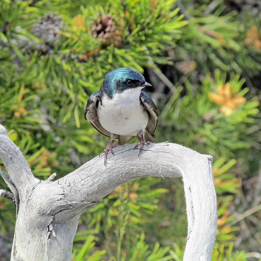 tree, swallow, bird, animal, wild, nature, animal themes, animal wildlife HD wallpaper