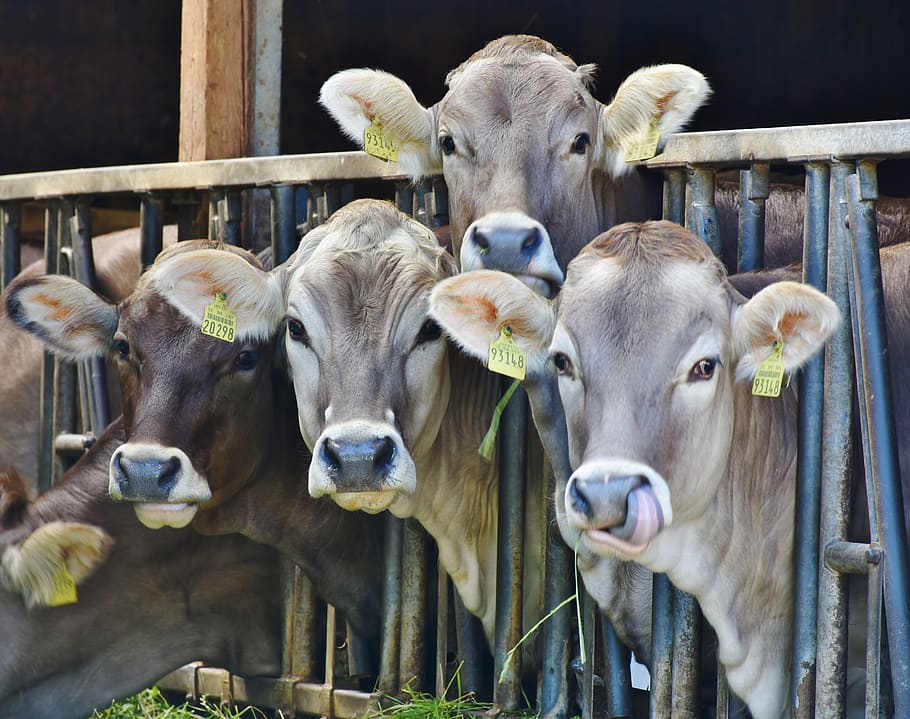 4 Cows Behind Black Metal Rails, animals, cattle, ear tags, farm HD wallpaper