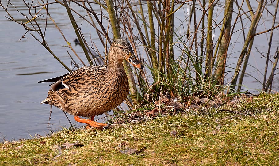 Brown and Beige Mallard Duck Near Body of Water, animal, drake HD wallpaper