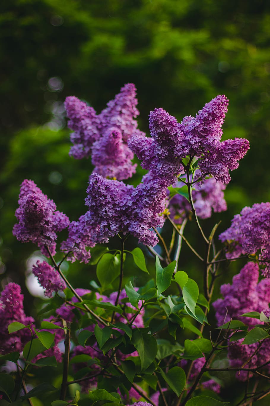 Purple Petaled Flower Fucos, blooming, branch, bright, flora HD wallpaper