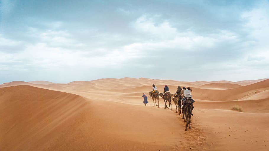 group of people riding on camels, desert, outdoors, soil, nature