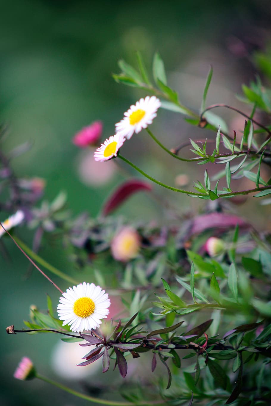 Selective Focus Photography of White Petaled Flowers, bloom, blossom HD wallpaper