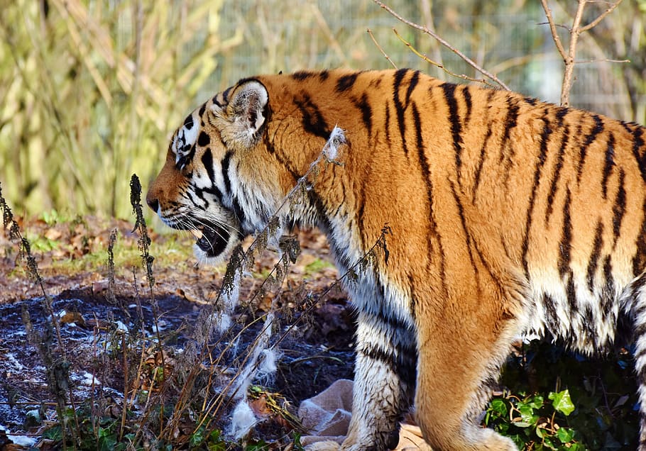 tiger, big cat, predator, wildcat, tiger head, tongue, dangerous HD wallpaper