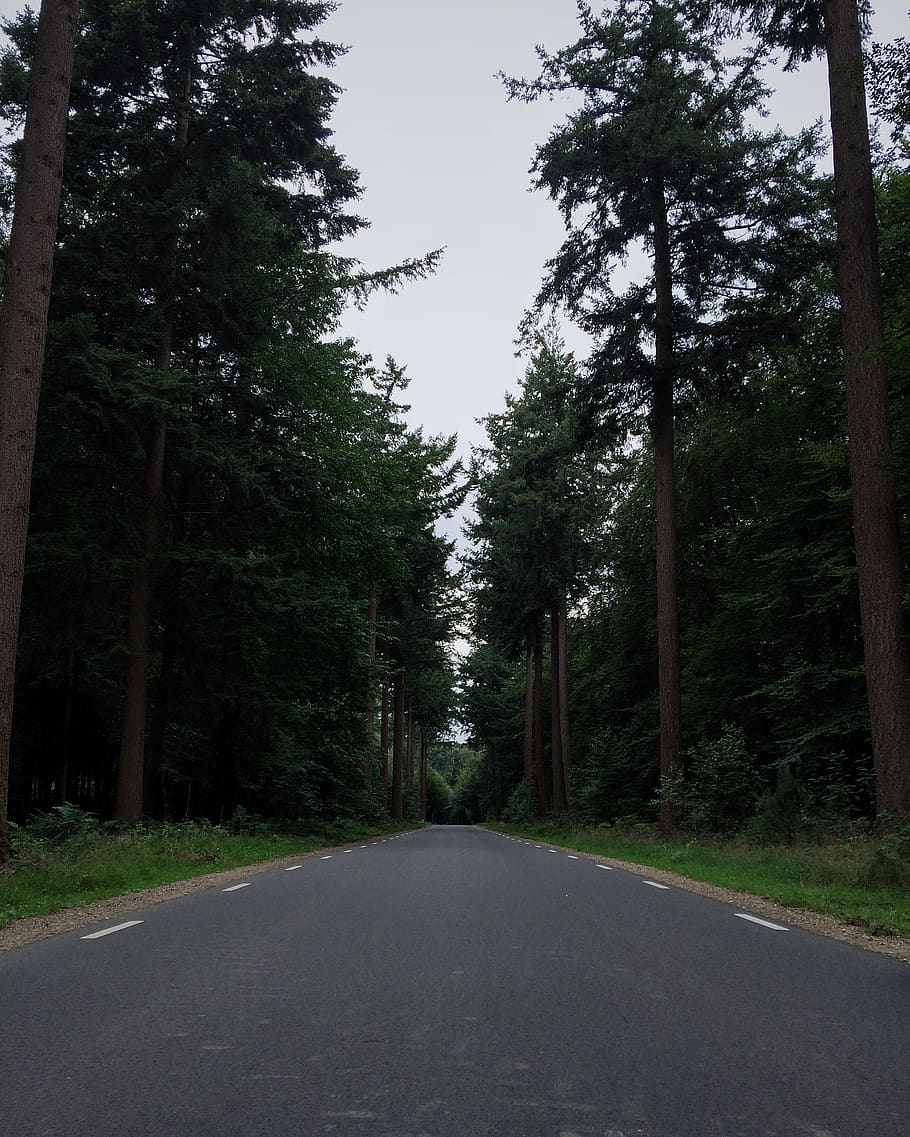 nederland, ermelo, trees, forest, road, plant, direction, the way forward HD wallpaper