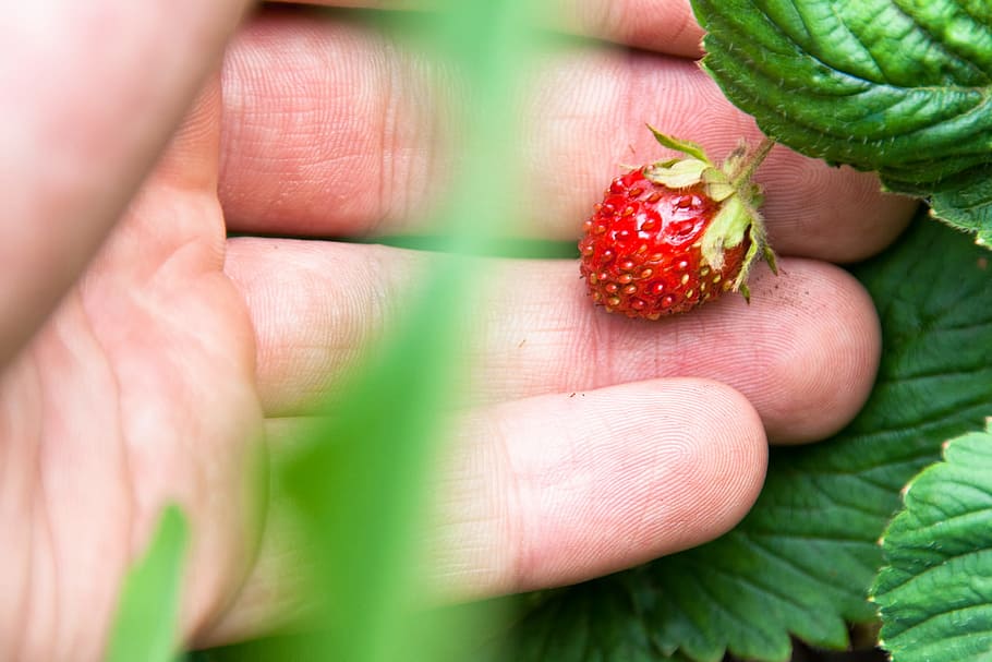 green, closeup, strawberry, ripe, sweet, red, snack, summer HD wallpaper