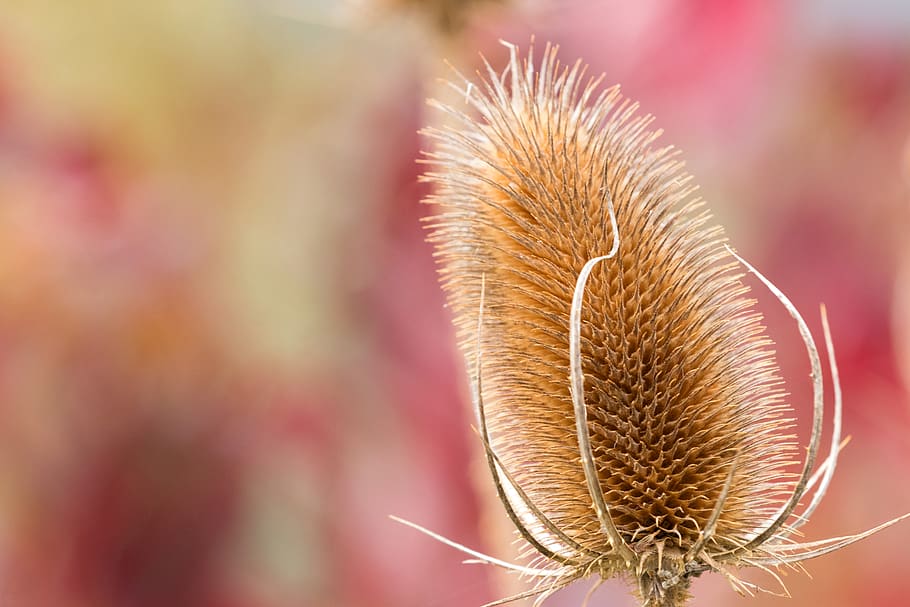 brown cat tails, flower, plant, beauty in nature, close-up, flowering plant HD wallpaper