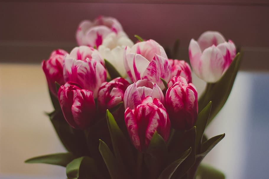 green, leaf, plant, nature, blur, pink, white, petal, flower HD wallpaper