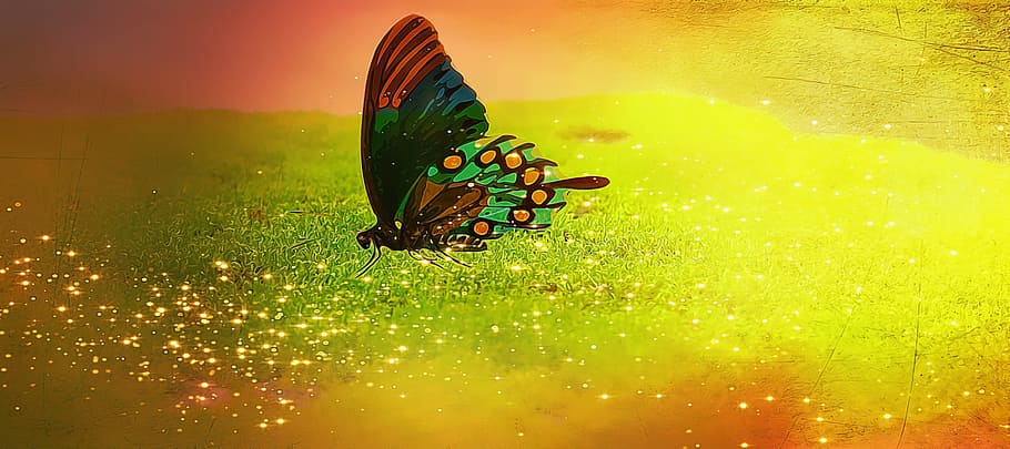 butterfly, insect, nature, yellow, animal themes, animal wildlife HD wallpaper