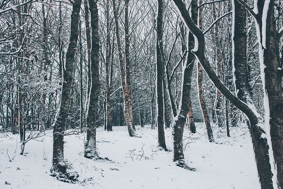 bare trees during winter season, nature, forest, outdoors, plant HD wallpaper