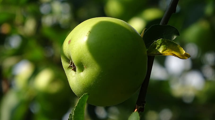 apple, tree, green, fruit, ripe, nature, healthy, fruit trees HD wallpaper