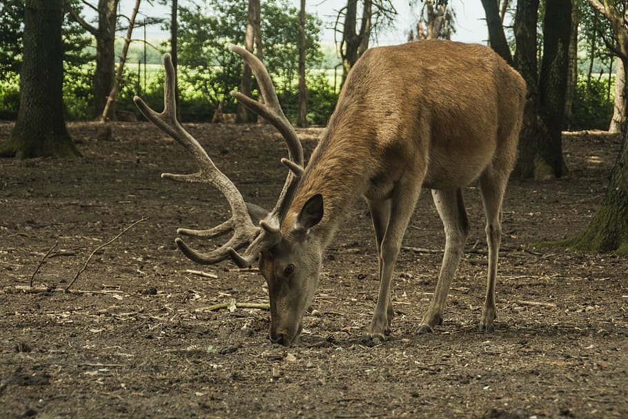netherlands, tilburg, tree, trees, moose, animals, deer, outdoors HD wallpaper