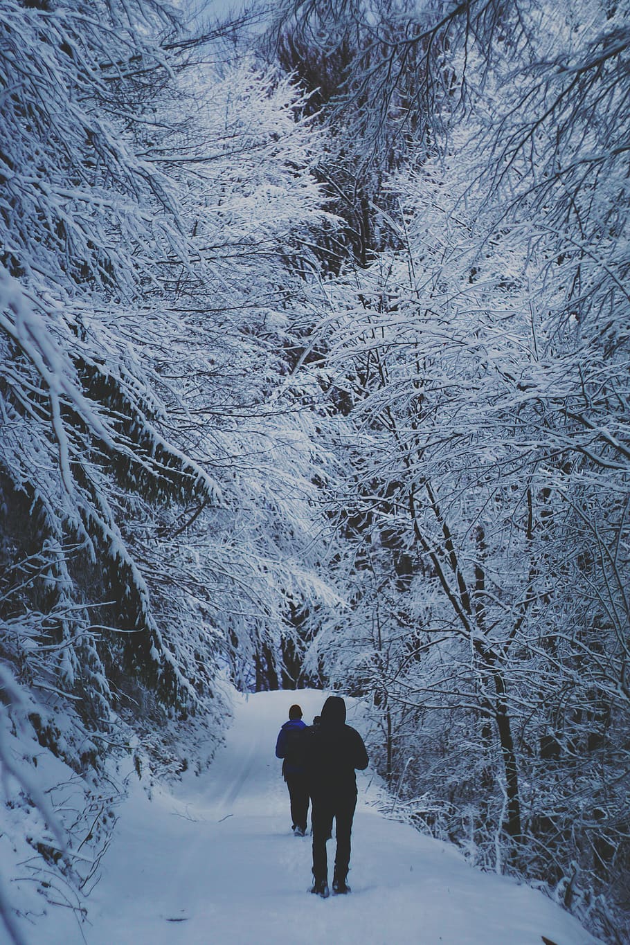 romania, holbav, snow, winter, cold, forest, brasov, hiking HD wallpaper