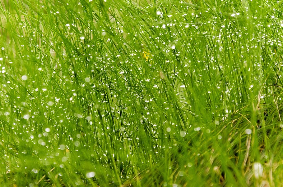 grass, dew, green, wet, close, nature, water, cool, drops, prato, HD wallpaper