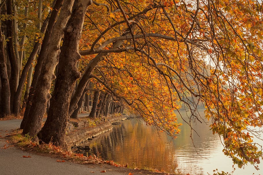 trees, lake, fall, nature, landscape, river, reflection, forest HD wallpaper