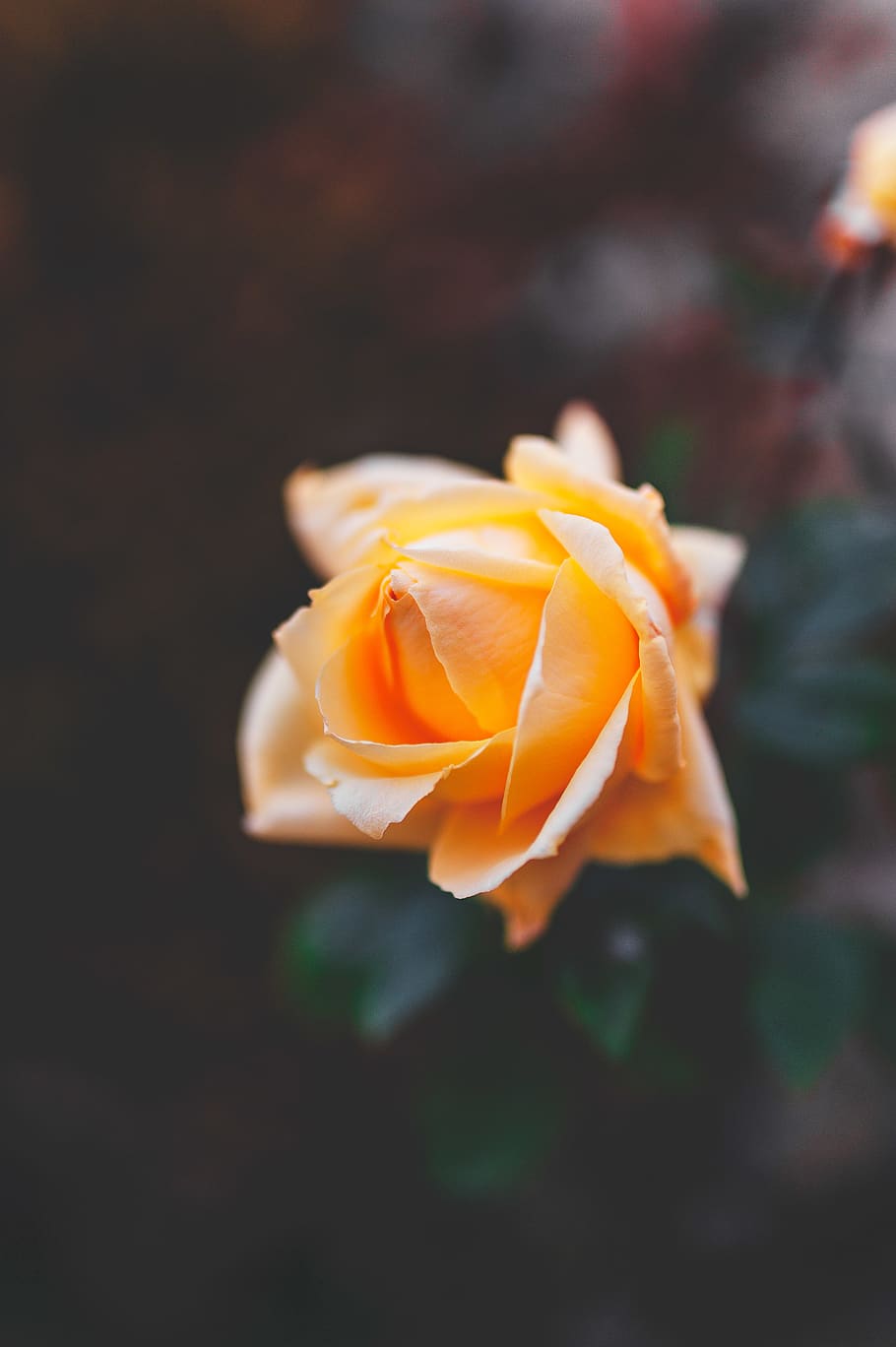 yellow rose, flower, freshness, flowering plant, petal, beauty in nature HD wallpaper