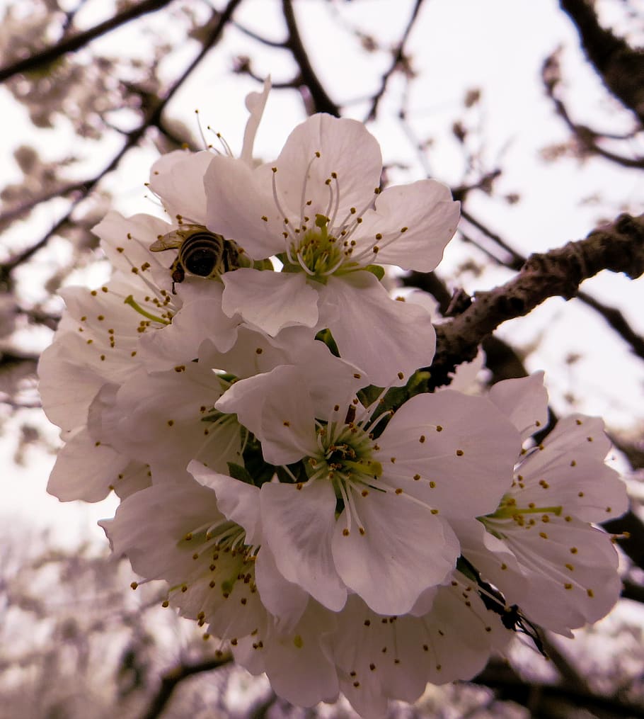 spring, fresh, flower, nature, fragrance, garden, blooming HD wallpaper