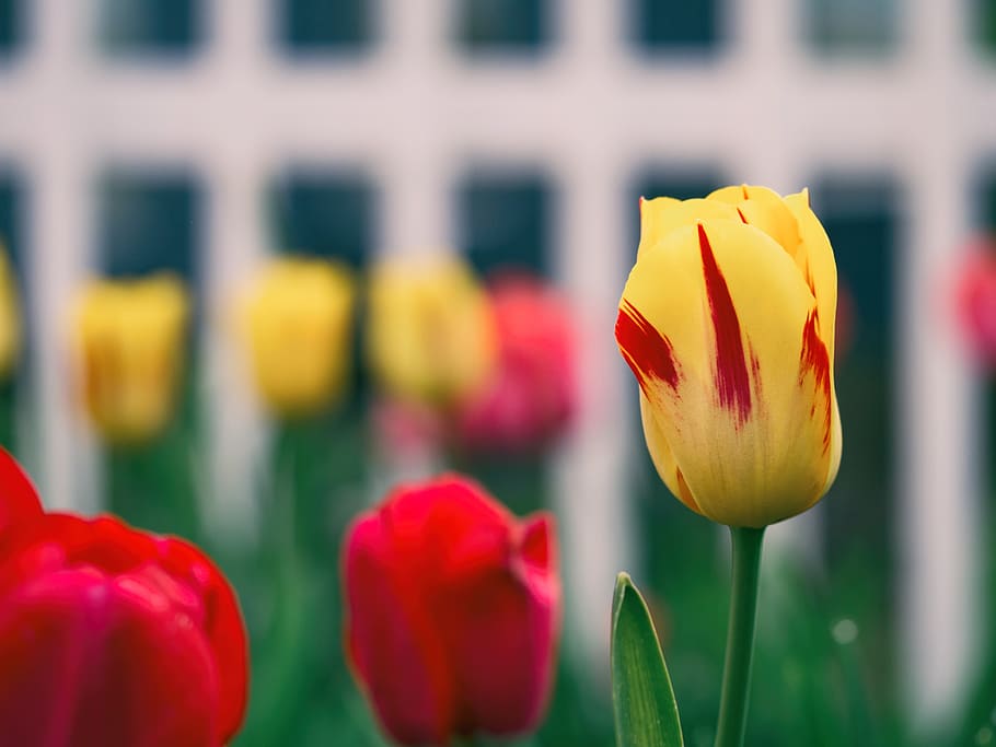 flowering plant, beauty in nature, freshness, tulip, close-up HD wallpaper
