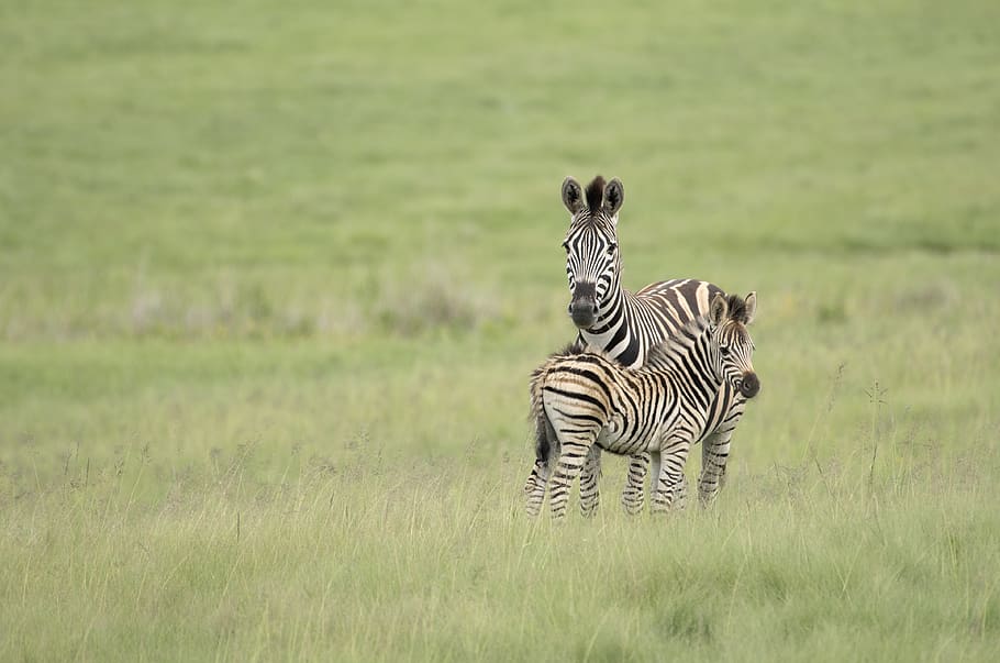 two zebras surrounded by grass, animal, animal themes, animal wildlife HD wallpaper