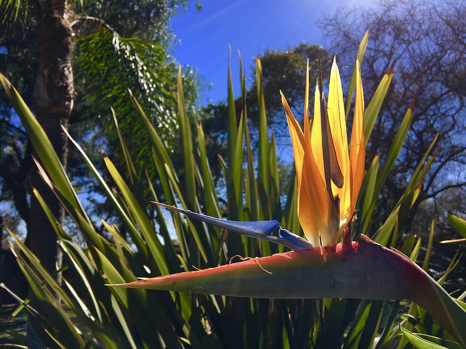 zimbabwe, sky, flower, plant, growth, flowering plant, nature HD wallpaper