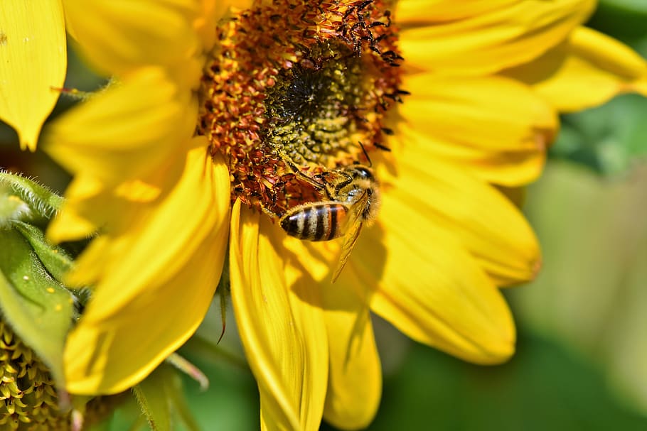 sunflower, bee, insect, sprinkle, pollen, blossom, bloom, bright HD wallpaper