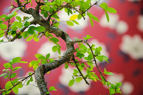 tree, leaf, plant, tree trunk, flower, indoor, leaves, bonsai HD wallpaper