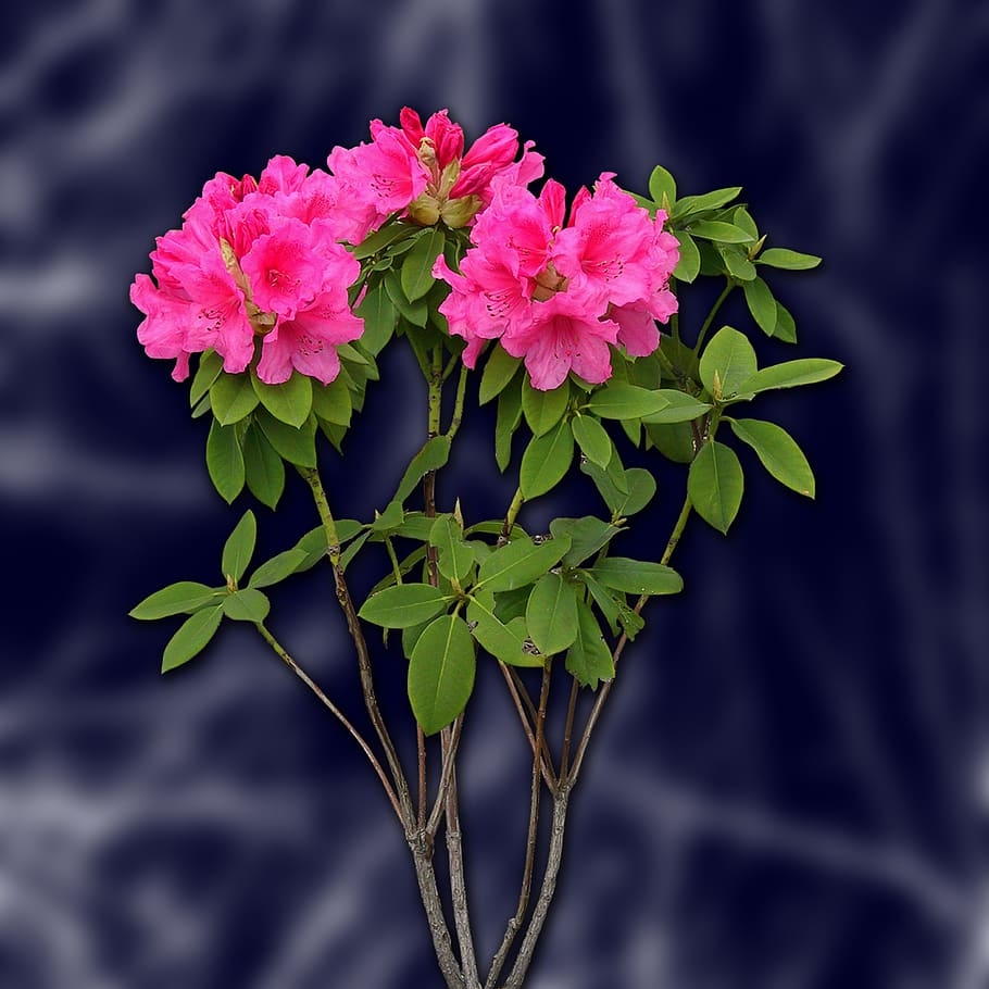 flowers, blur, background, spring, decoration, plant, leaves HD wallpaper