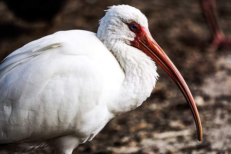 American white ibis bird close-up photography, animal, beak, stork, HD wallpaper