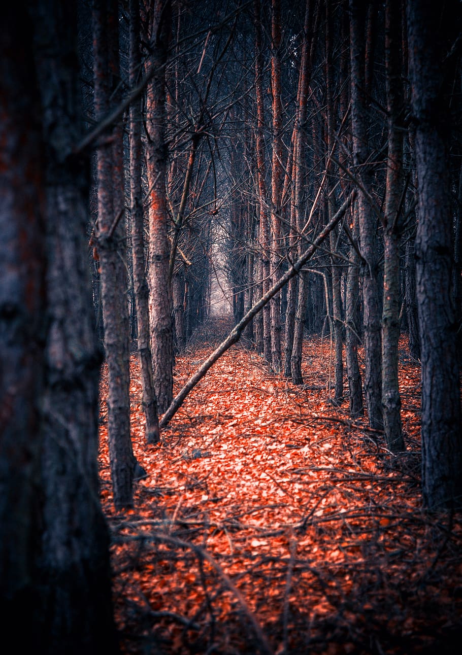 tree, forest, foliage, mood, atmosphere, forests, in the fall HD wallpaper