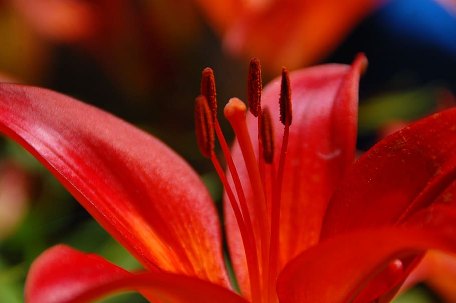 flower, nature, spring, plant, flowering plant, freshness, close-up HD wallpaper