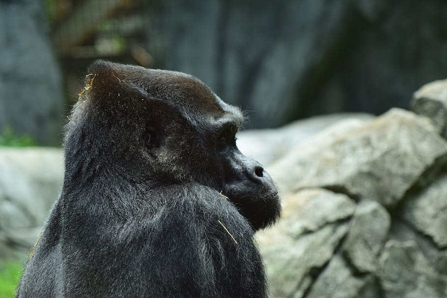 silverback, gorilla, zoo, park, outdoor, outside, beast, male HD wallpaper