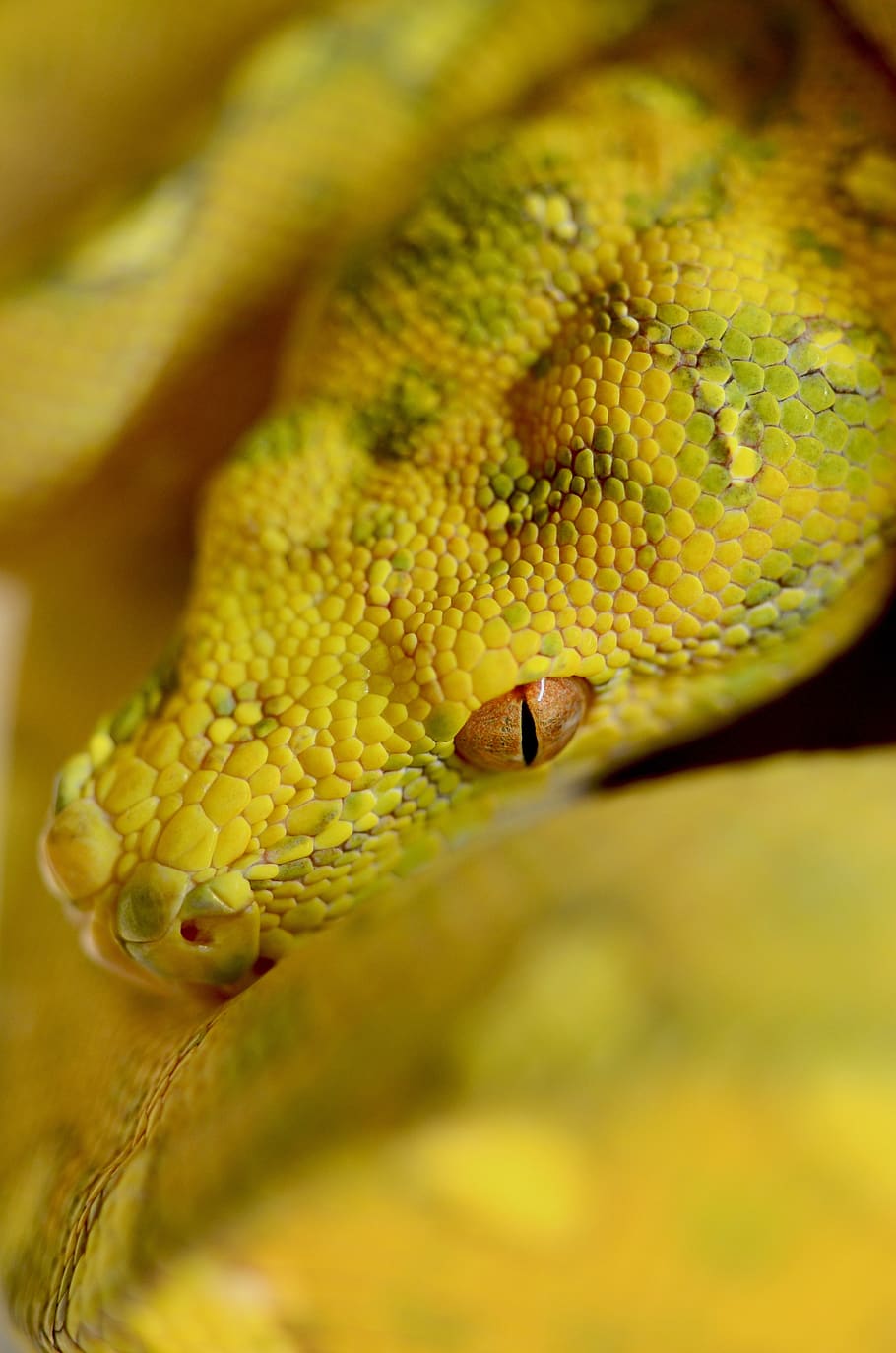 snake, reptile, green tree python, animal, one animal, animal themes HD wallpaper