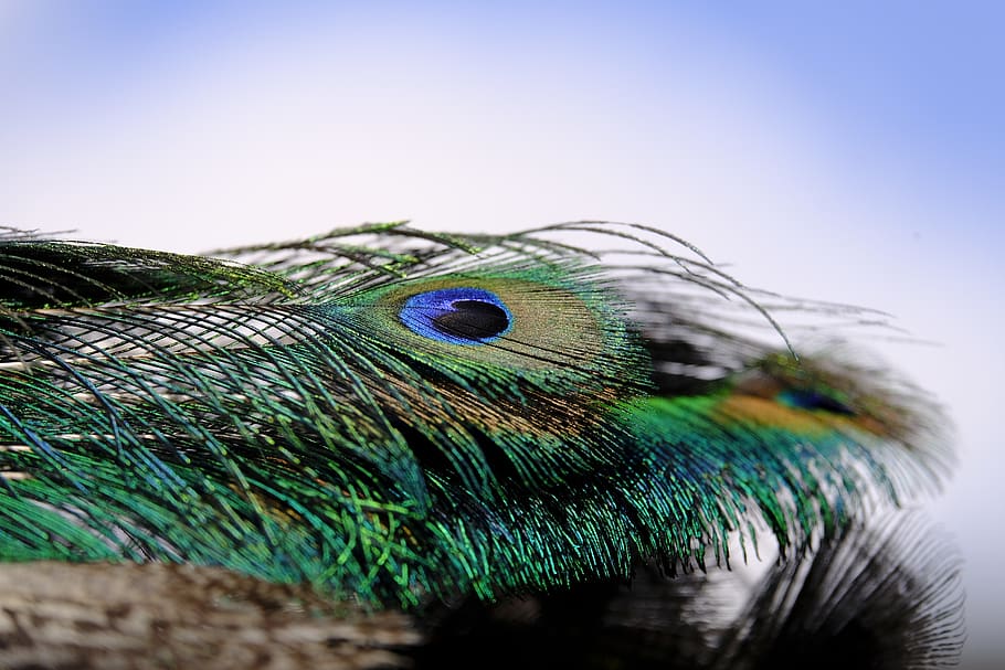 peacock, feather, peacock feather, bird, plumage, colorful HD wallpaper