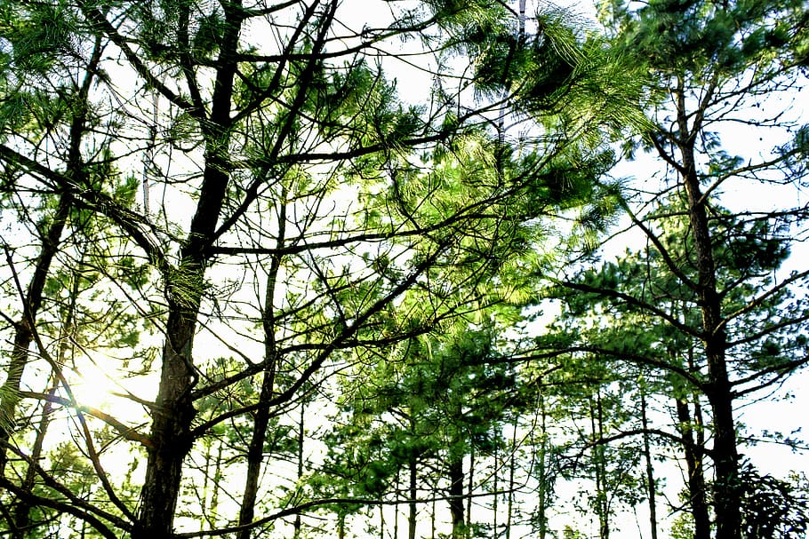 Low Angle Photo Of Tall Trees, branches, daylight, environment HD wallpaper