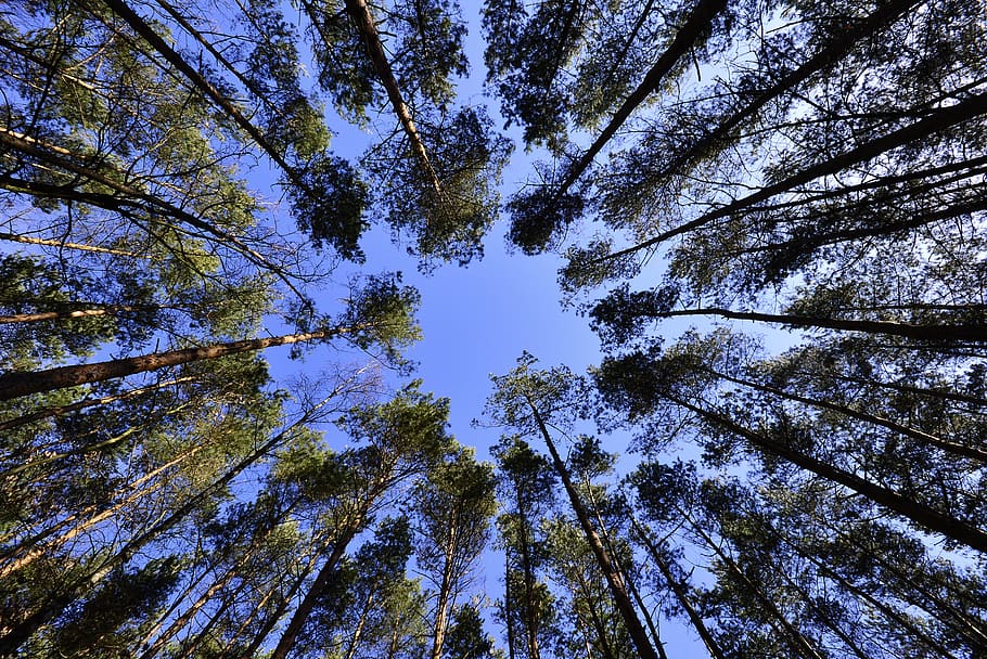 Tall Green Tree during Daytime, forest, low angle shot, nature HD wallpaper