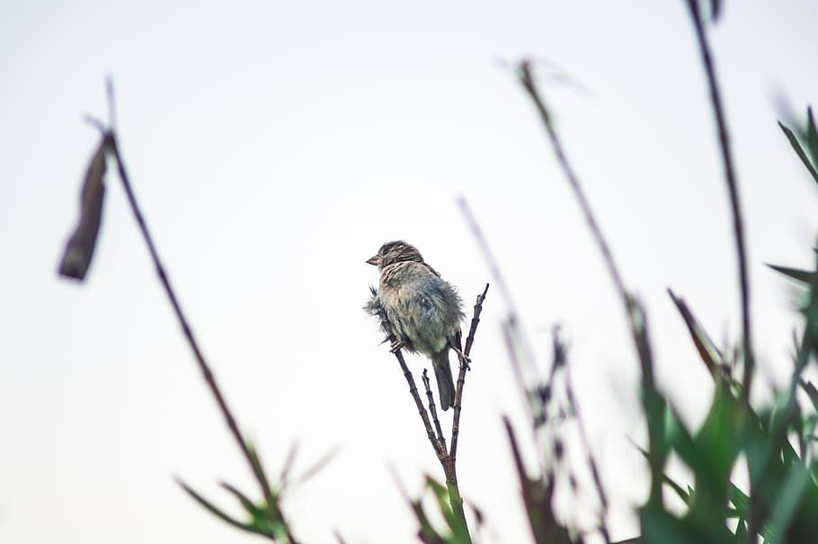 bird on stem, animal wildlife, animal themes, animals in the wild HD wallpaper