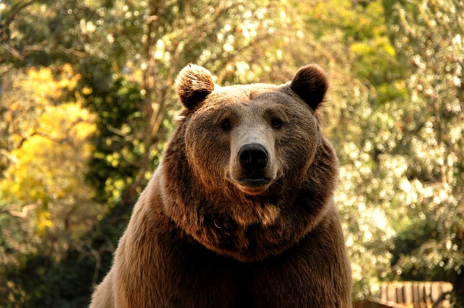 bear, zoo, beast, animals, predator, one animal, mammal, animal wildlife HD wallpaper