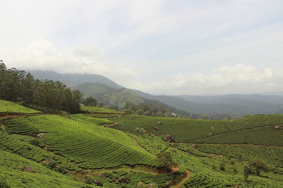 india, munnar, scenics - nature, landscape, mountain, cloud - sky HD wallpaper