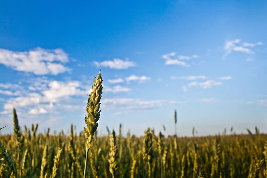Grain / field, cereal, corn, crop, farm, farmland, growth, landscape HD wallpaper