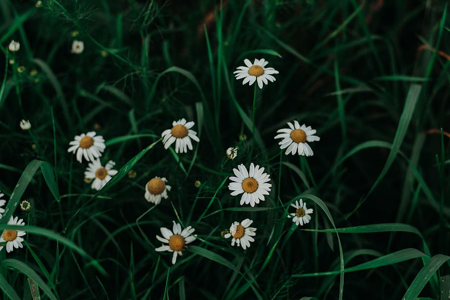 Shallow Focus Photo of White Daisies, 4k wallpaper, beautiful HD wallpaper